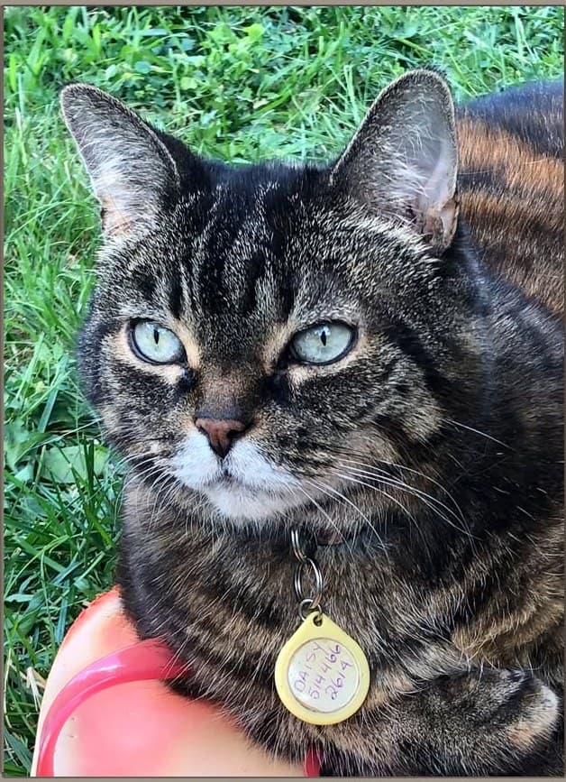 Photograph of Daisy the tabby cat used as reference